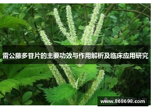 雷公藤多苷片的主要功效与作用解析及临床应用研究