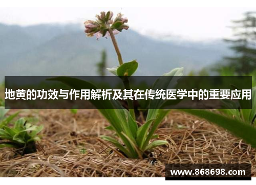 地黄的功效与作用解析及其在传统医学中的重要应用