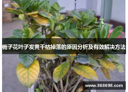 栀子花叶子发黄干枯掉落的原因分析及有效解决方法